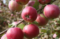Яблоня сорт вишневое