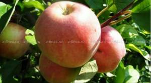Описание яблонь - обрезка саженцев яблони