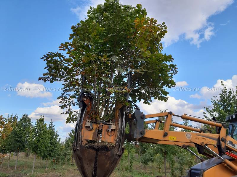 купить взрослые деревья для посадки в москве