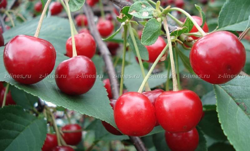 Характеристики сорта вишни Апухтинской