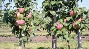 Купить крупномерные деревья яблони в Москве